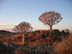Quiver Trees at Sunset